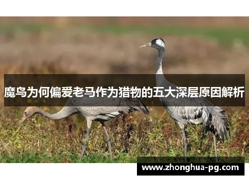 魔鸟为何偏爱老马作为猎物的五大深层原因解析
